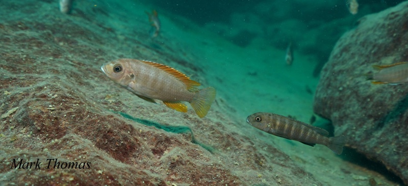 Maylandia greshakei 'Makokola Reef'